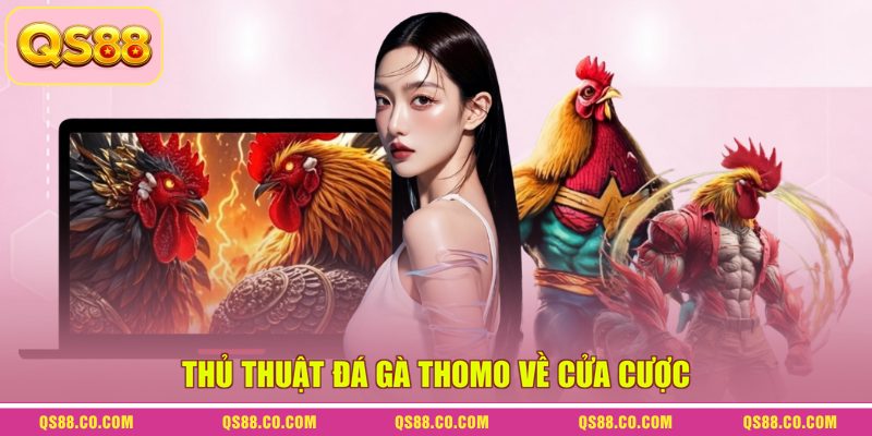 Thủ thuật đá gà Thomo về cửa cược Thủ thuật đá gà Thomo về cửa cược