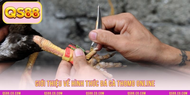 Giới thiệu sơ lược về đá gà cựa dao Giới thiệu sơ lược về đá gà cựa dao