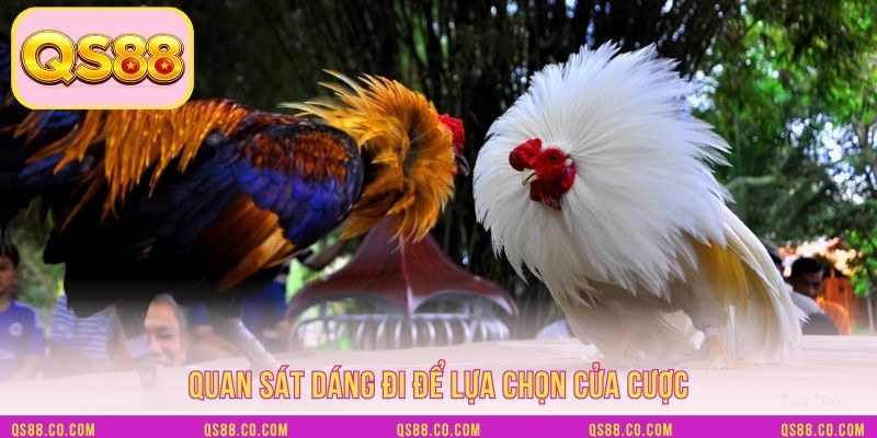 Quan sát dáng đi để lựa chọn cửa cược Quan sát dáng đi để lựa chọn cửa cược